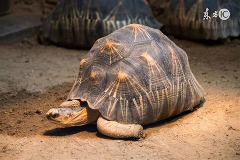 烏龜和鱉|烏龜、王八、甲魚和鱉的區別是什麼？看完長見識了